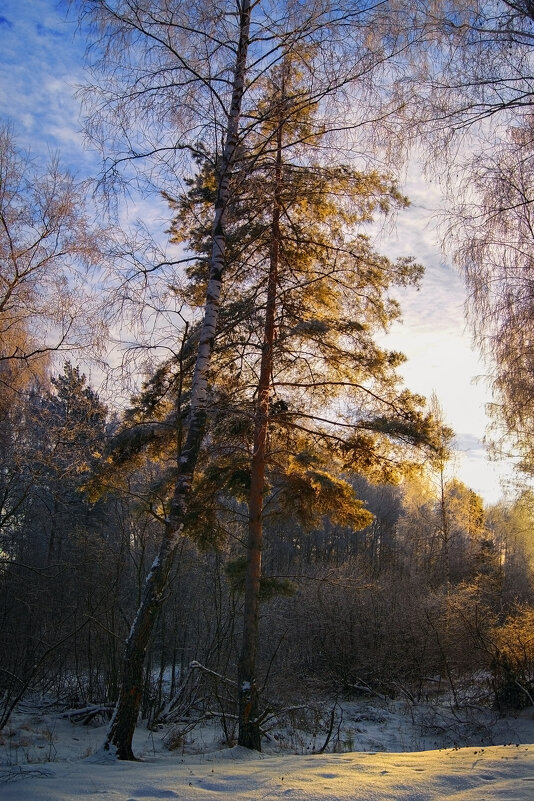 Ель и берёза - Нина Богданова