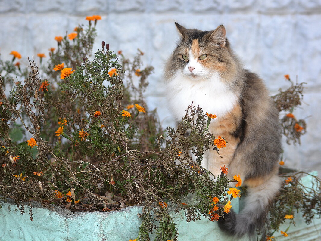 Приятная встреча - Ольга (crim41evp) Приятная встреча - Ольга (crim41evp)