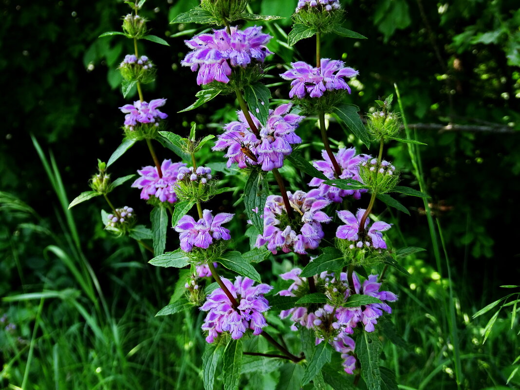 Огневи́к клубнено́сный (лат. Phlomoídes tuberósa), ранее — зо́пник клубнено́сный (лат. Phlómis tuber - vodonos241 