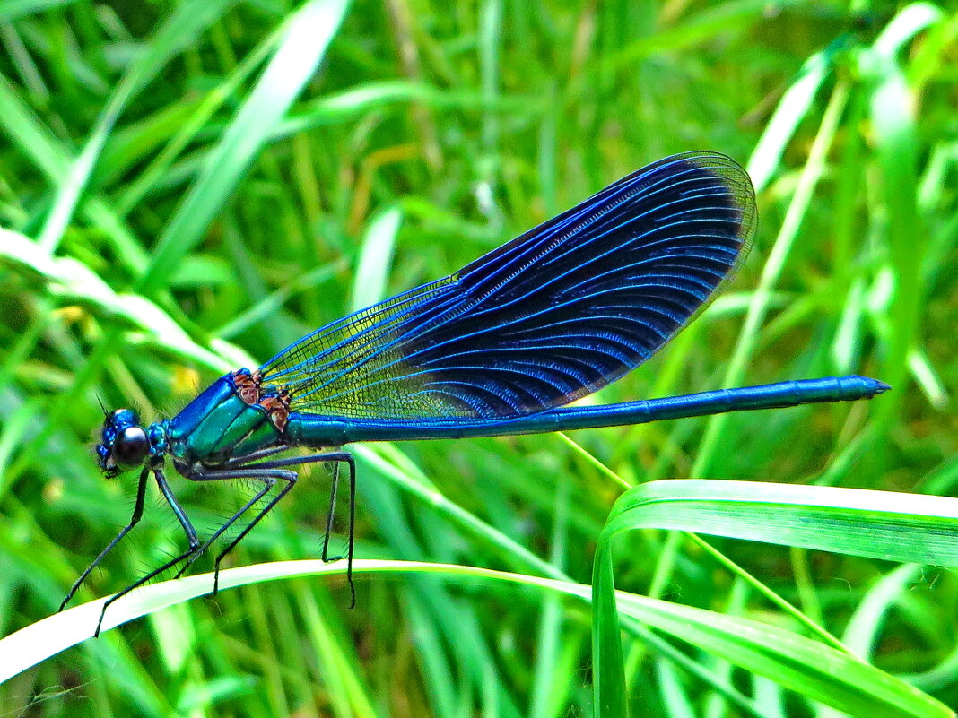 .  Самец.Красотка блестящая (лат. Calopteryx splendens) - vodonos241 