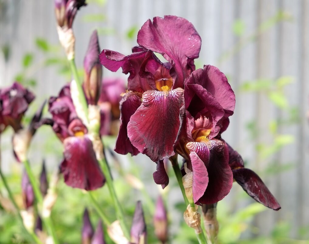 Лето - Вадим 