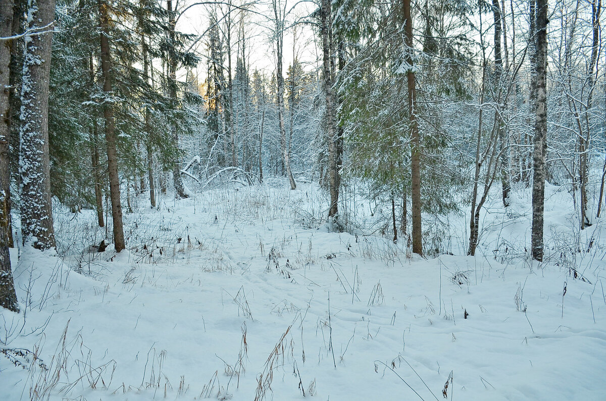 Прогулка - Viktor Pjankov