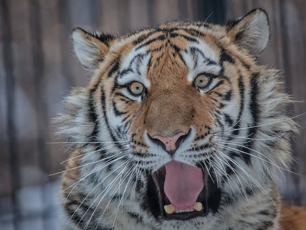 *** - Владимир Габов *** - Владимир Габов