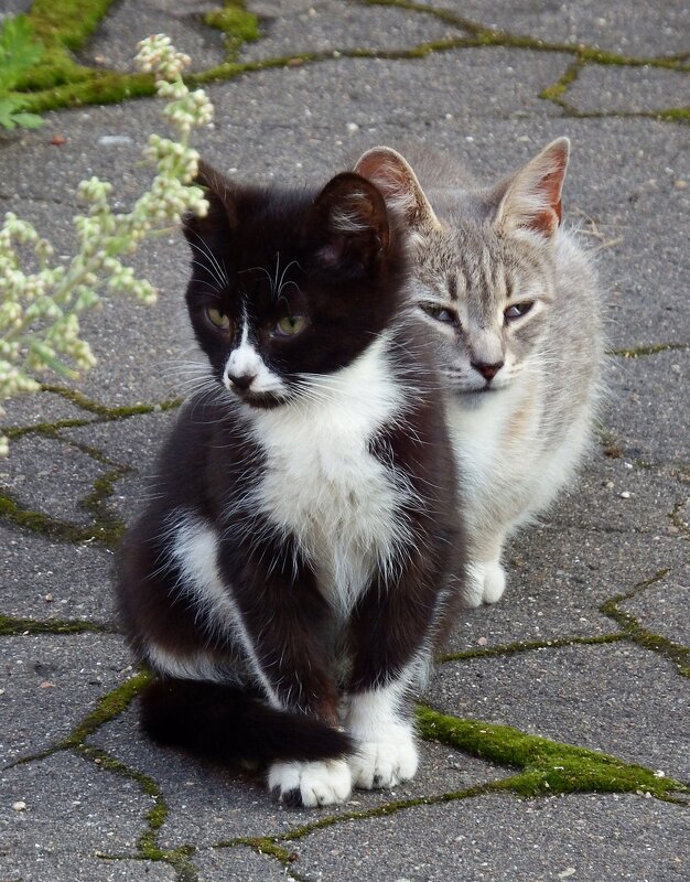 Кошка с котенком - Ольга И