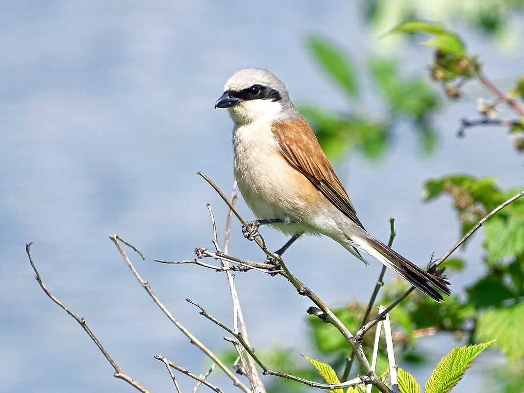 Сорокопут-жулан - Константин Ординарцев Сорокопут-жулан - Константин Ординарцев