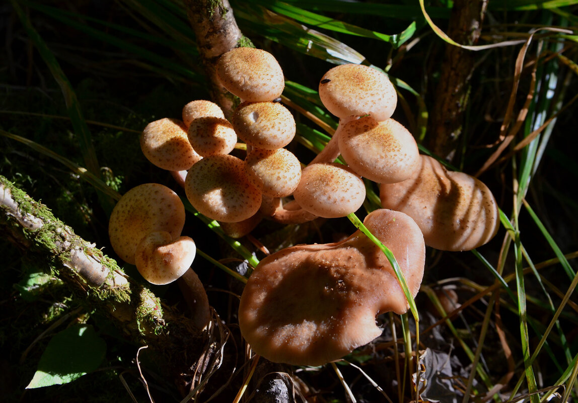 На летнем солнце - Татьяна Соловьева На летнем солнце - Татьяна Соловьева