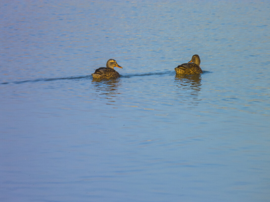 Подружки - Валентин Семчишин