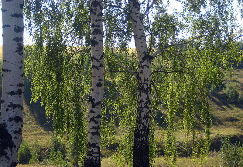 В березовом лесу в сентябре. - оля san-alondra