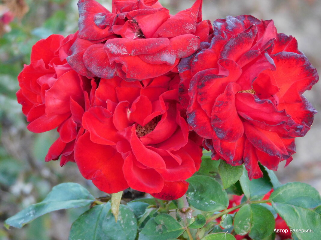 Зимние розы. - Валерьян Запорожченко