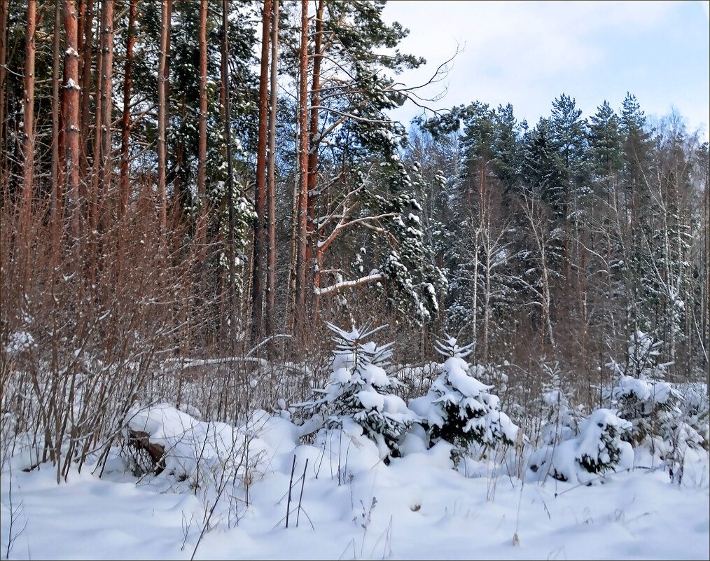 На опушке - Нина Синица На опушке - Нина Синица