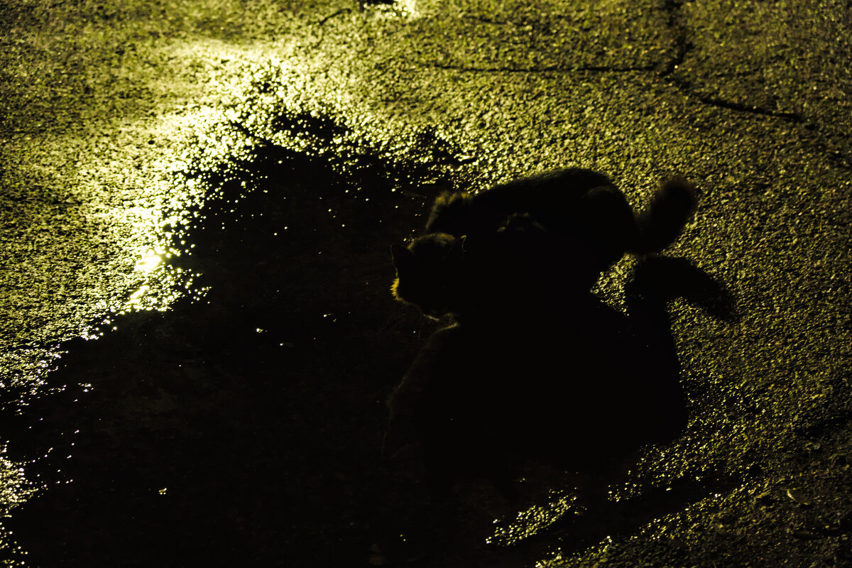 Кот пьёт на новый год - Александр Деревяшкин Кот пьёт на новый год - Александр Деревяшкин