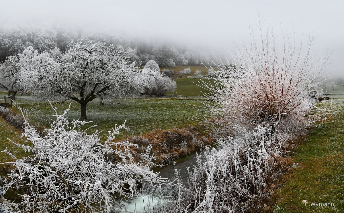 ни один раз в год сады цветут - Elena Wymann ни один раз в год сады цветут - Elena Wymann
