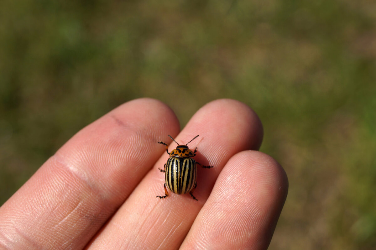 Leptinotarsa decemlineata - Sergey ///