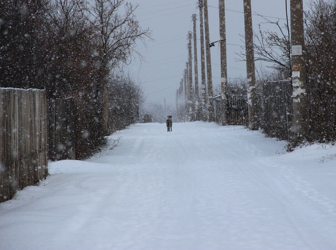 Снежный день за городом. - Венера Чуйкова