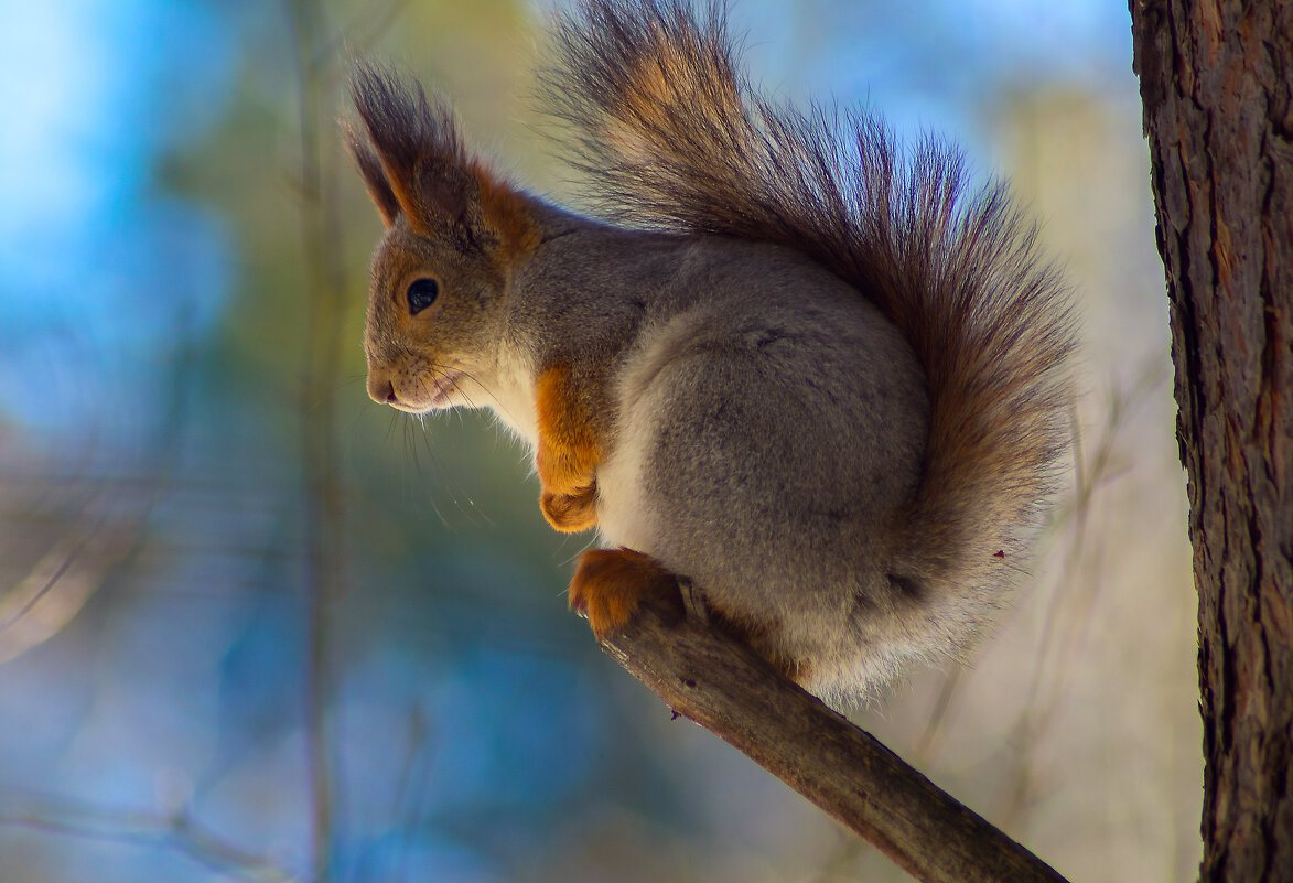 Белка - Оксана Галлямова