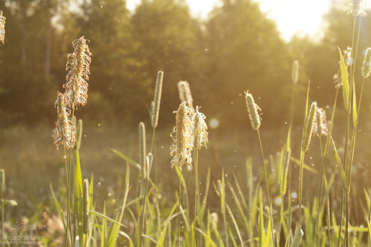 Вот и солнышко проснулось. - Андрей Вот и солнышко проснулось. - Андрей