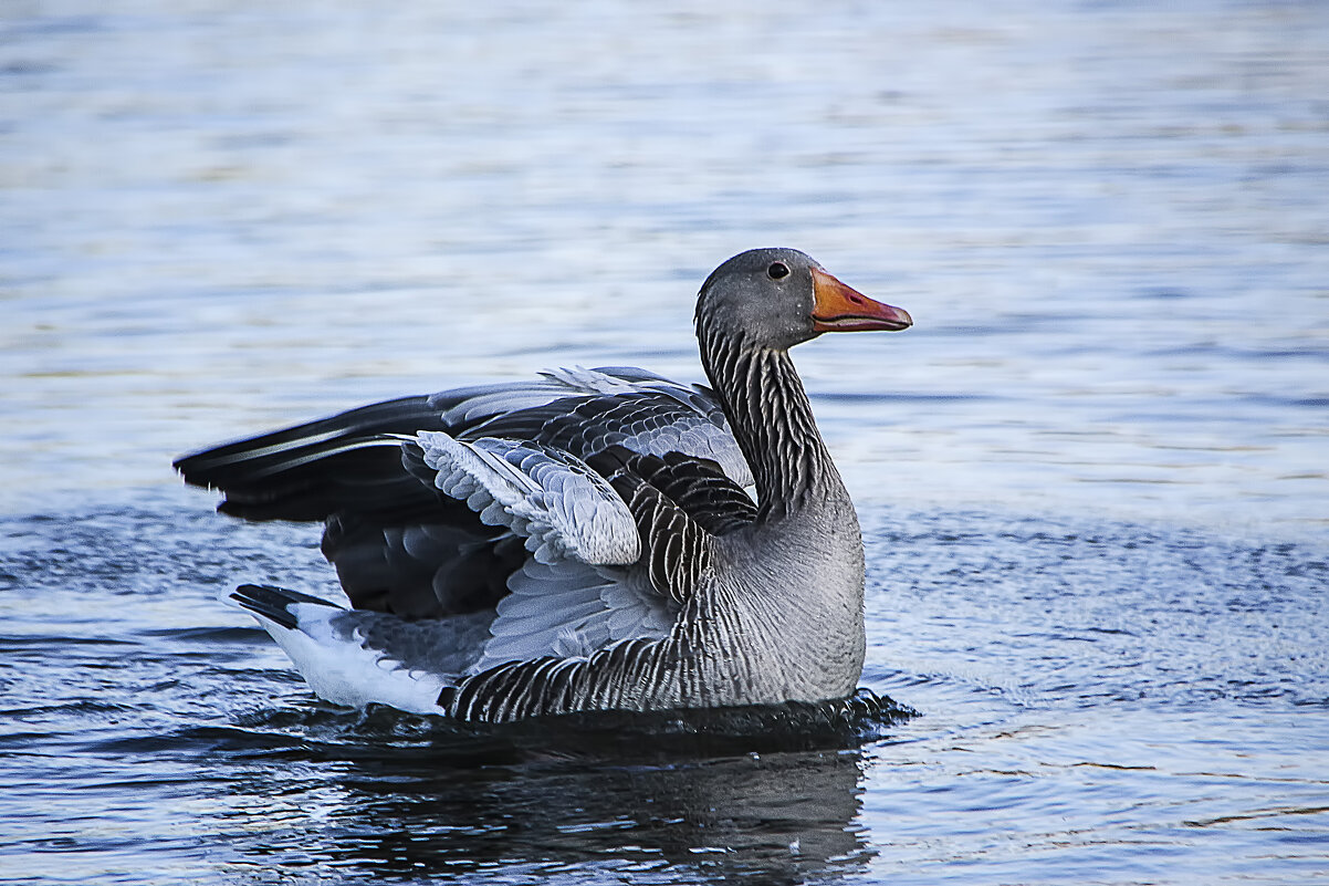 *** - Alexander Andronik *** - Alexander Andronik