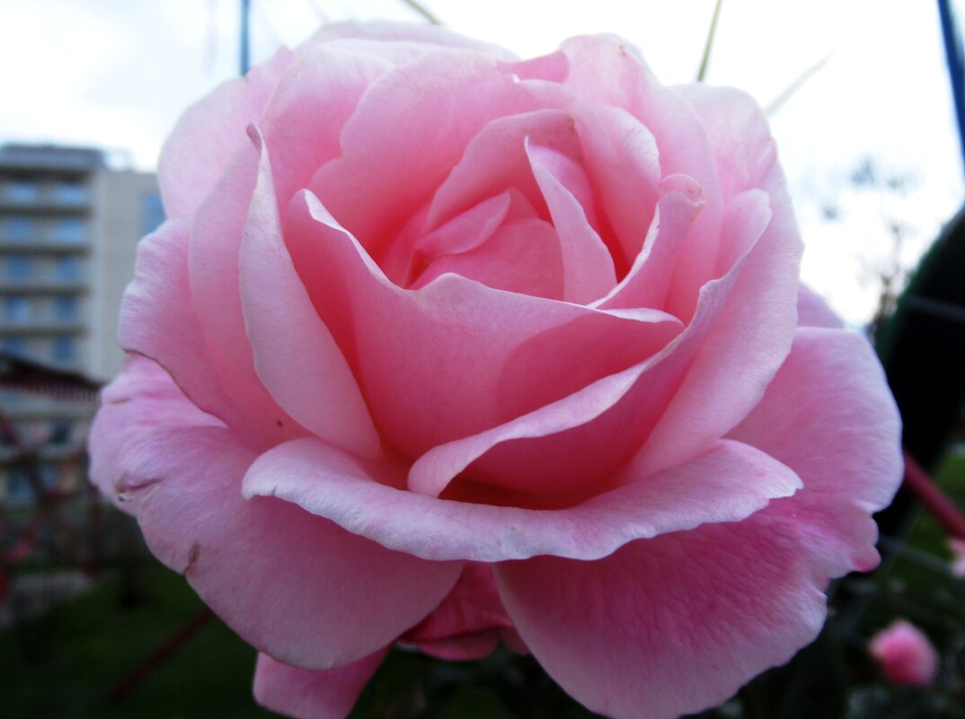 *** - Вячеслав Медведев