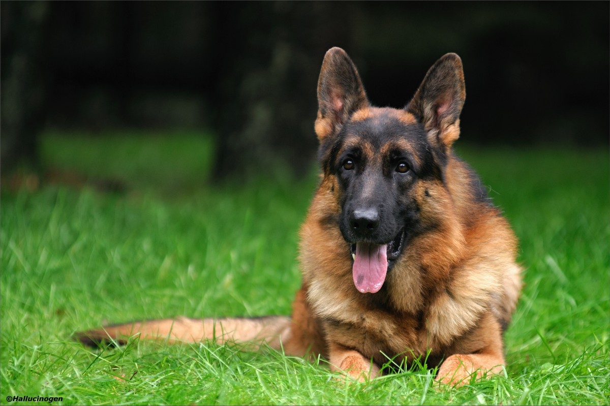 Немецкая овчарка - Юрий Белов