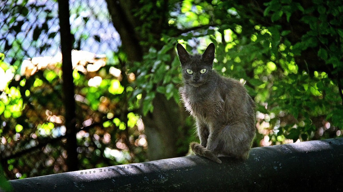 котэ - Денис Асташкин