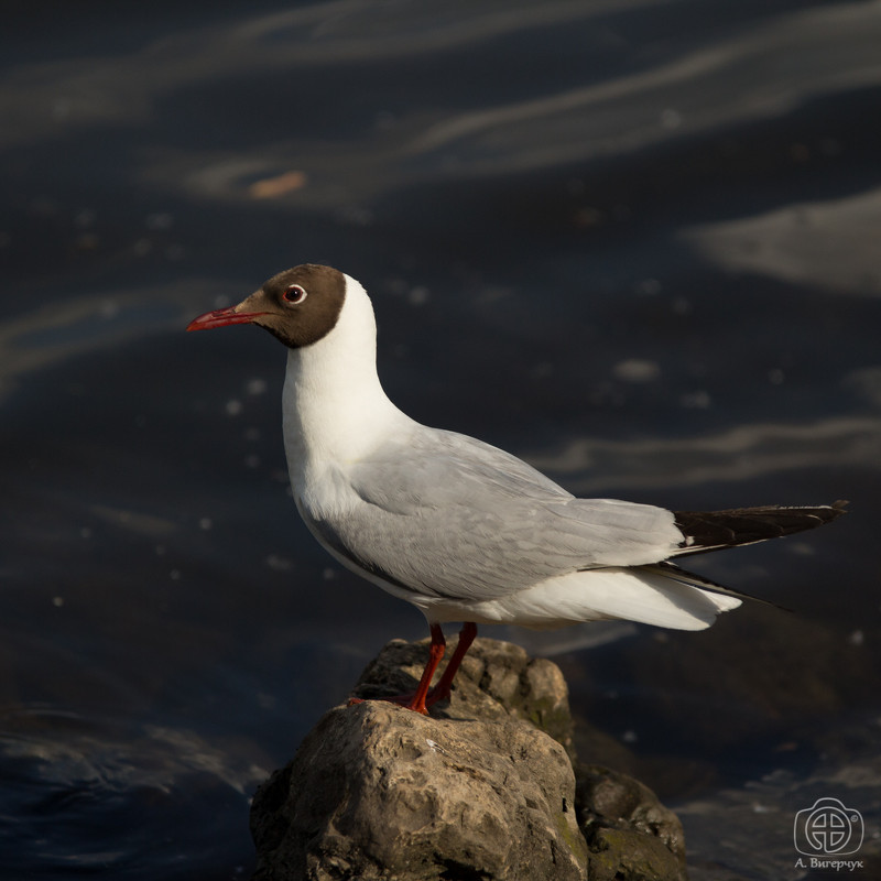 Воплощенное изящество - Андрей Вигерчук