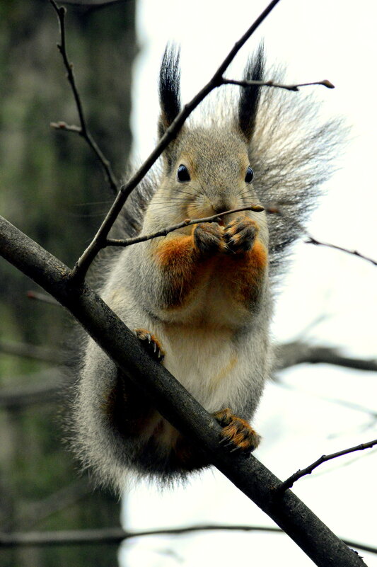 Парковая белка (зима 2020 г.) - 4 - Сергей Парковая белка (зима 2020 г.) - 4 - Сергей