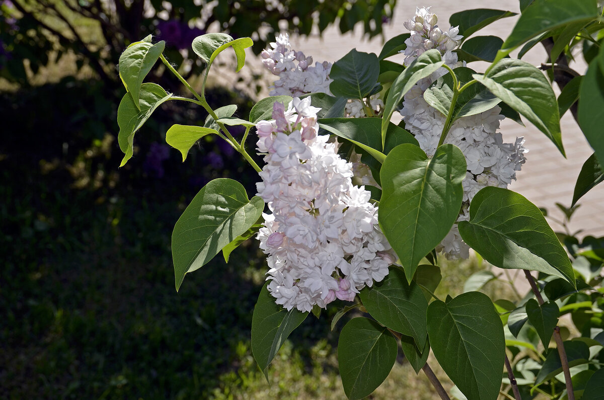 Сирень - Нина Синица