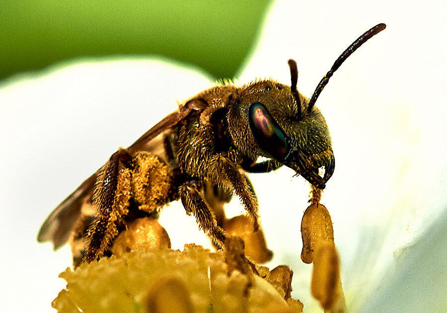 Пчела. - Валерий Гончаров