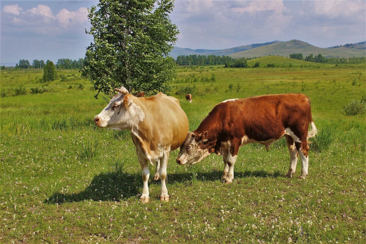 Маменькин сынок - Сергей Чиняев 