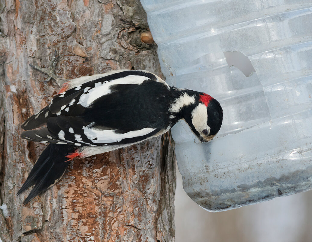Пока все дома)) - Subway S