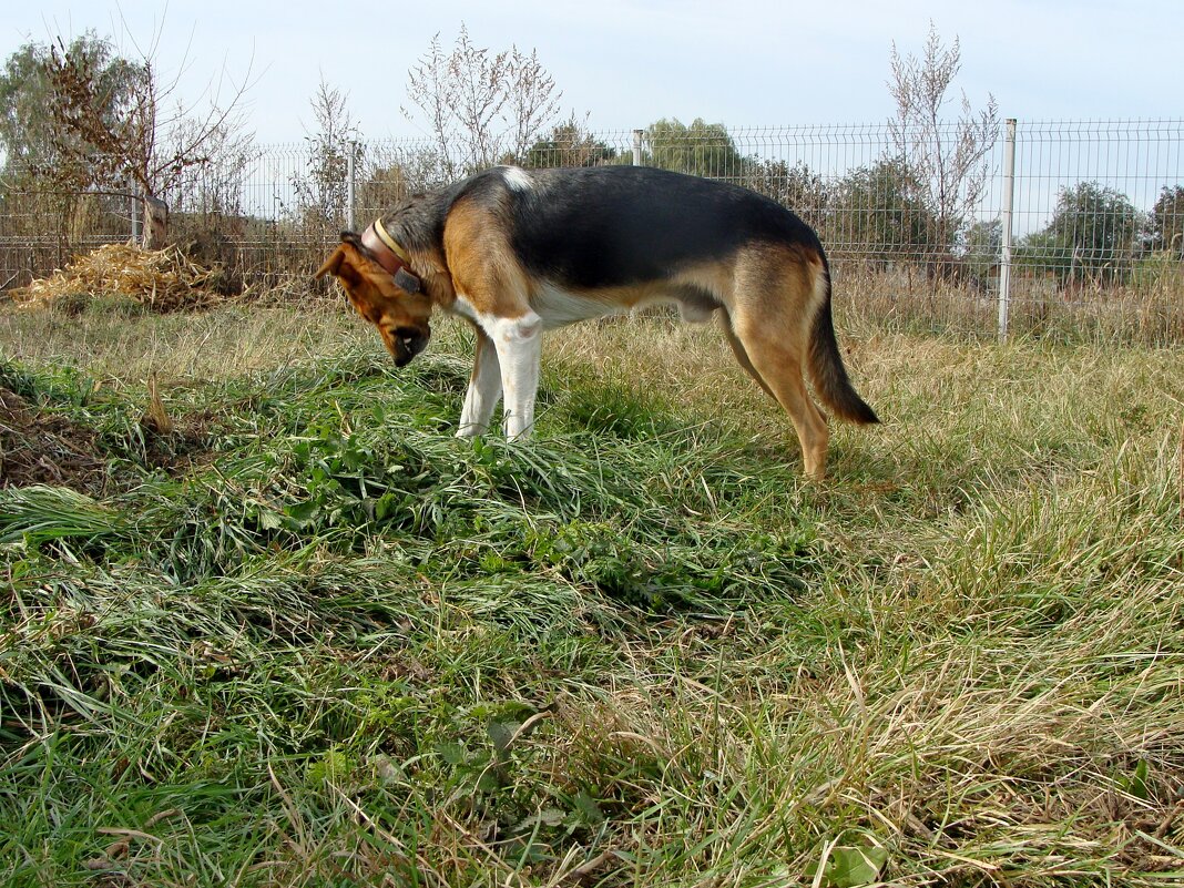 Полька - ahtuba 