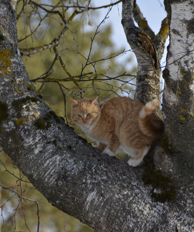 Ну, чем я не белка! - Нина Синица