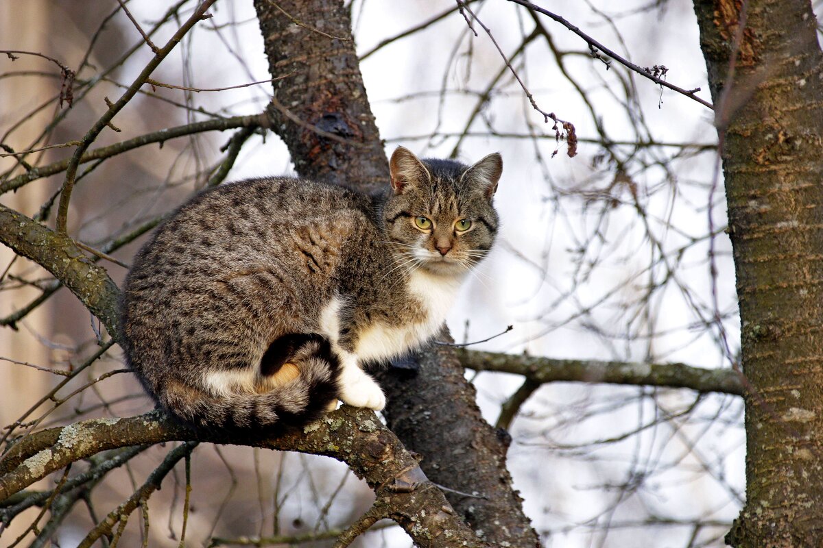 коты прилетели.. - оксана 