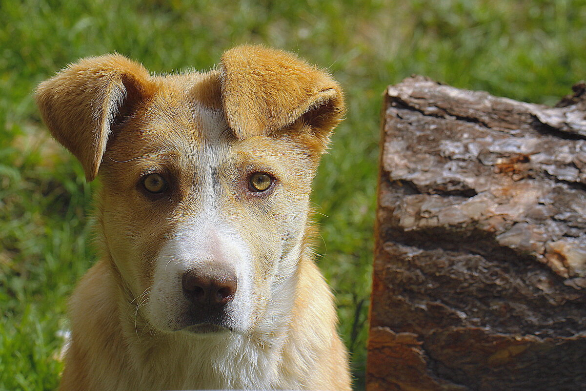 Уши набекрень - M Marikfoto Уши набекрень - M Marikfoto