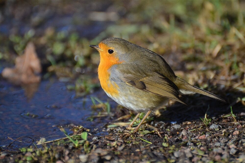 Зарянка (Erithacus rubecula) - Иван 