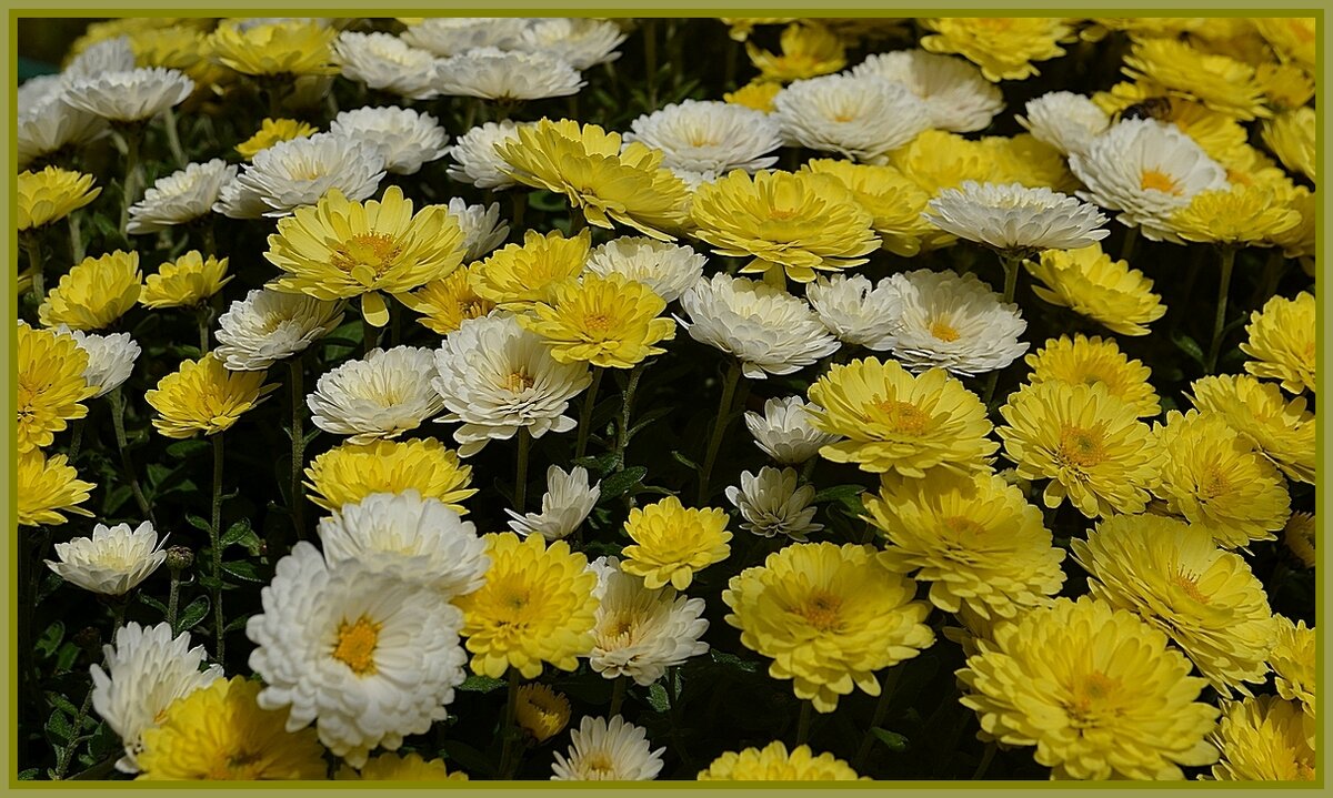 ЗВЁЗДОЧКИ РАССВЕТА В СВЕТЛЫЙ ДЕНЬ ЗОВУТ... - Анатолий Восточный ЗВЁЗДОЧКИ РАССВЕТА В СВЕТЛЫЙ ДЕНЬ ЗОВУТ... - Анатолий Восточный