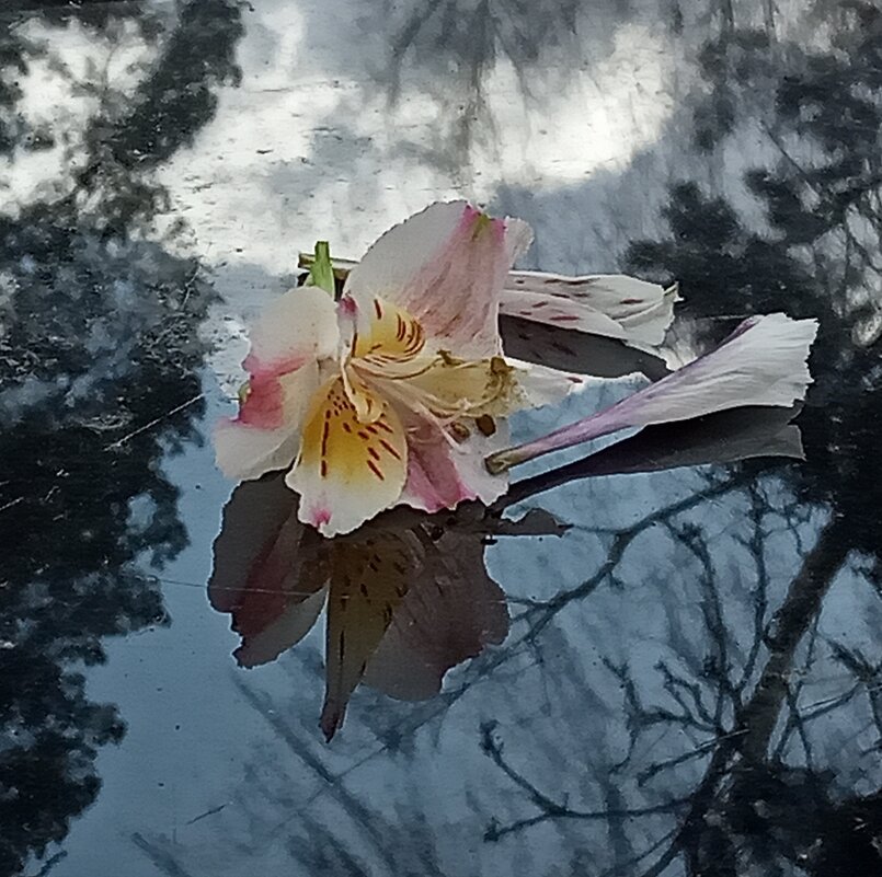 Вторая жизнь - veilins veilins