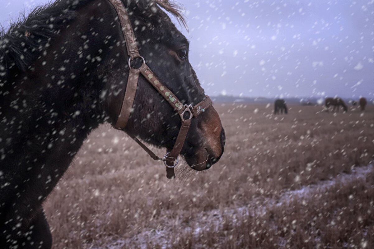 . - Roksana Yaroshenko