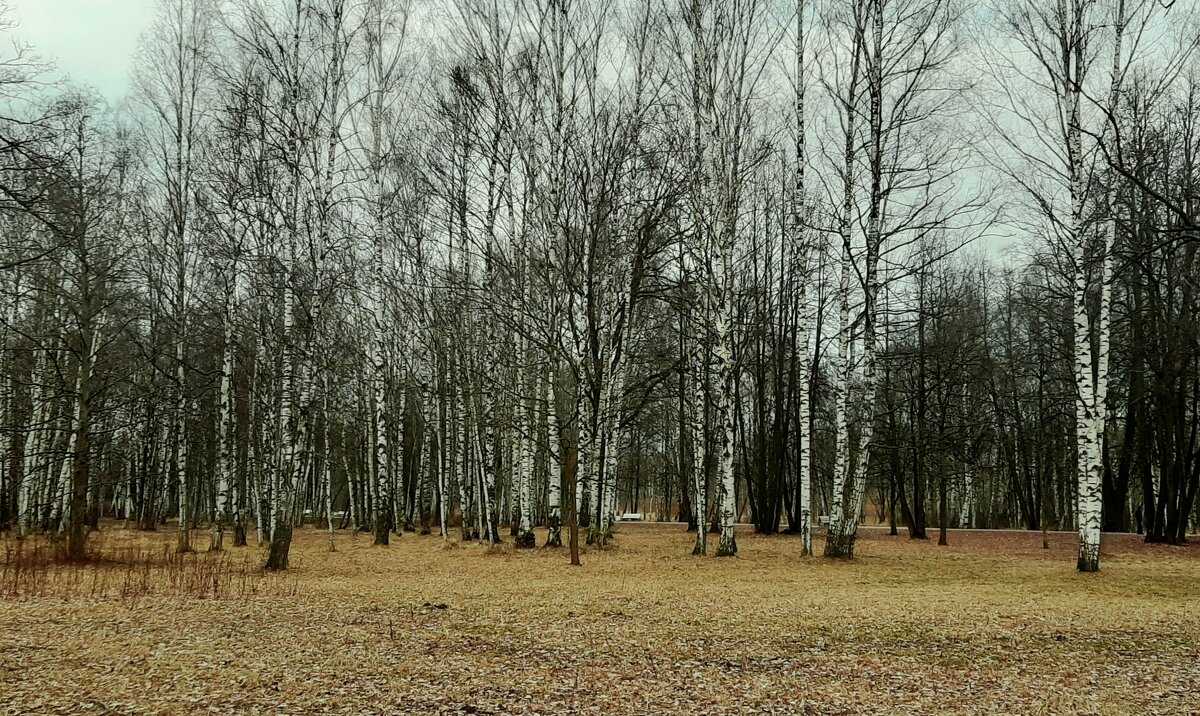 Царское Село. Март - Наталья Герасимова