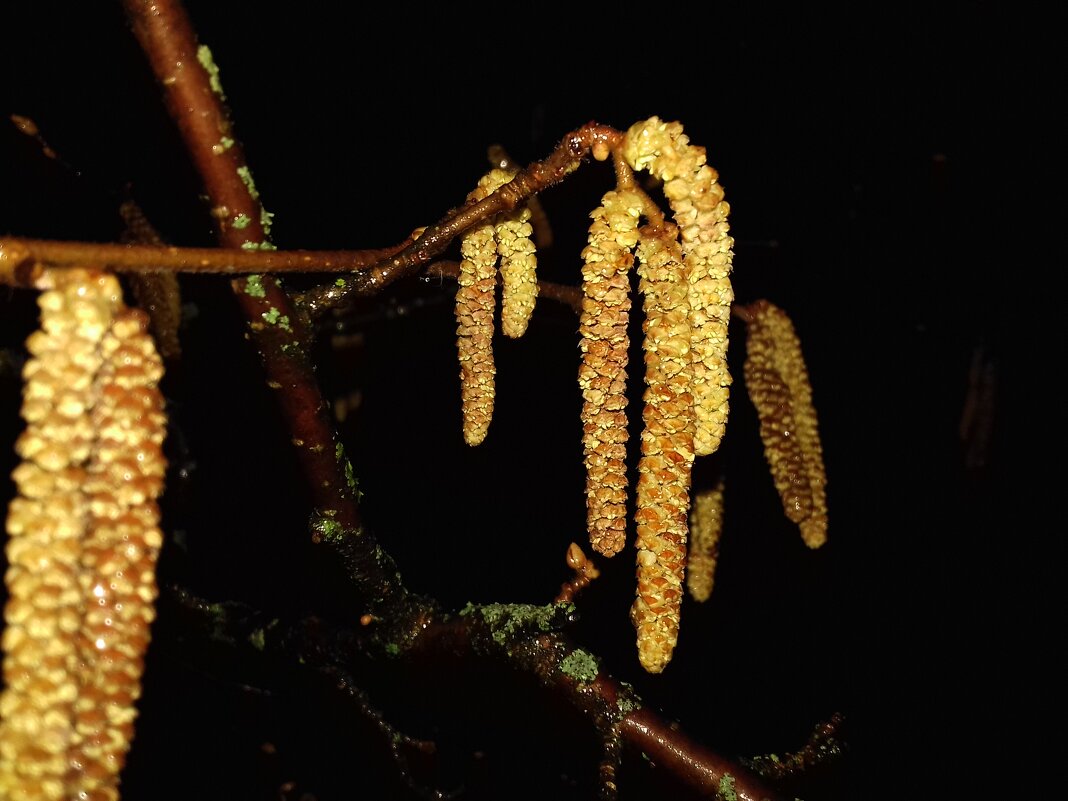 Орешник - Сапсан 