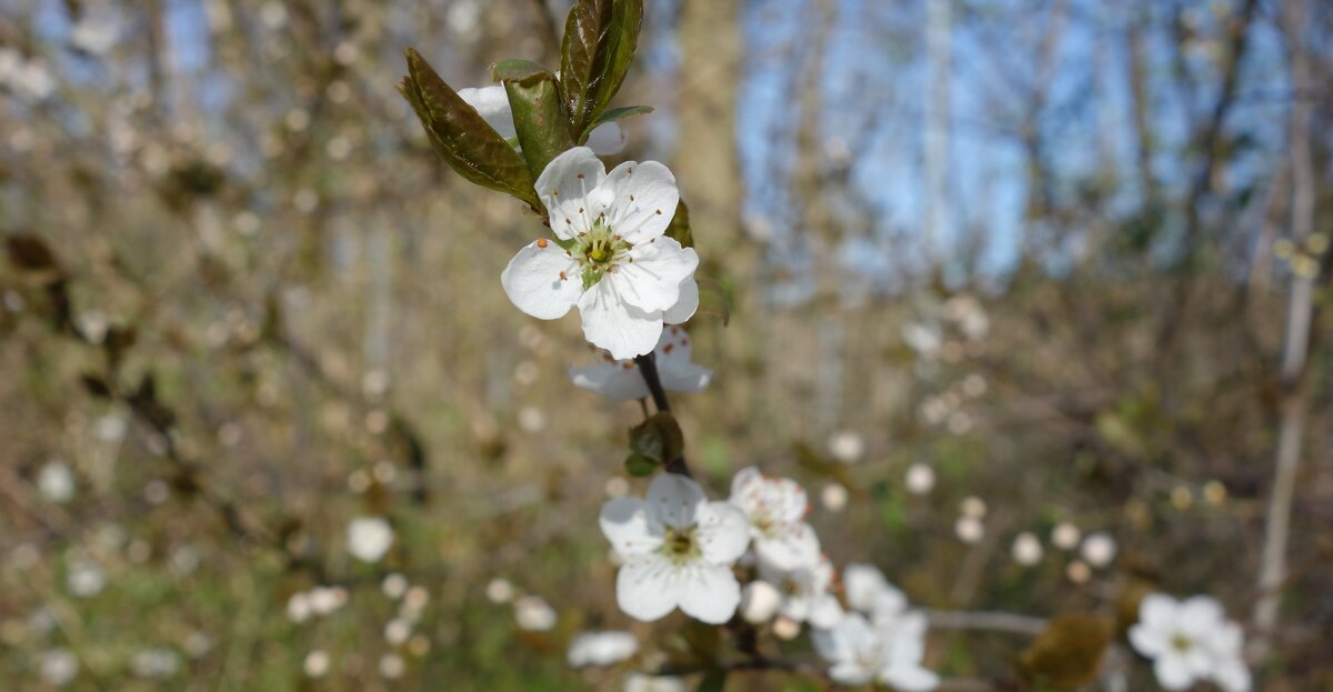Первое цветение... - Galina Dzubina Первое цветение... - Galina Dzubina