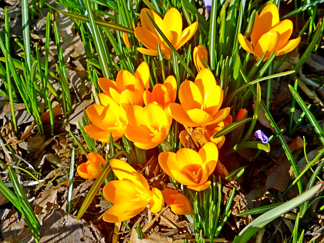 Crocus Golden Yellow - Raduzka (Надежда Веркина)