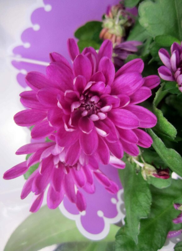 --- - София --- - София