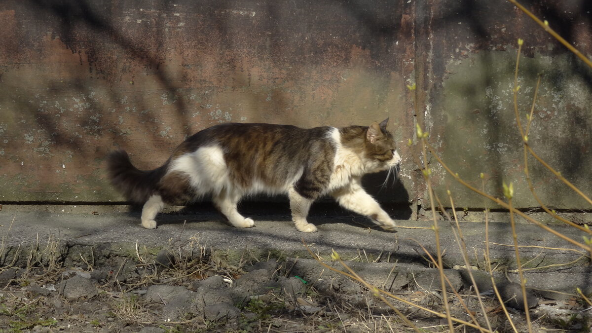Я шагаю по весне - kudrni Кудрявцева