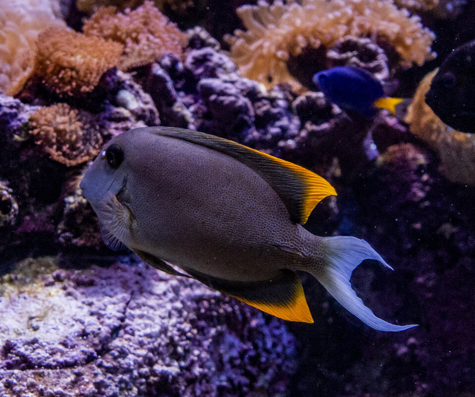Океанариум "Lost Chambers" в отеле "Атлантис" - Наталья Меркулова Океанариум "Lost Chambers" в отеле "Атлантис" - Наталья Меркулова