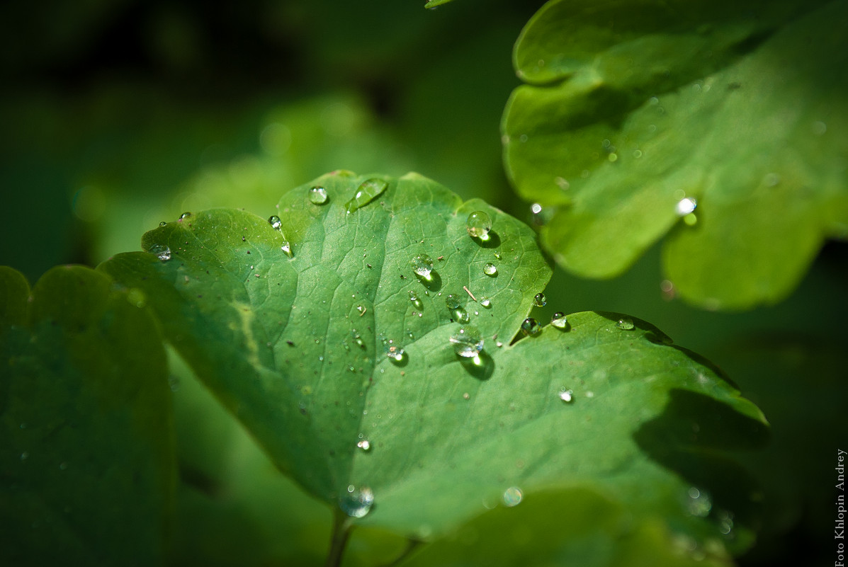 Роса - Андрей Хлопин