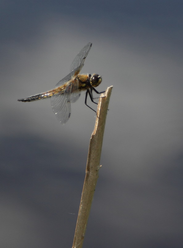 стрекоза - Елена Троян стрекоза - Елена Троян