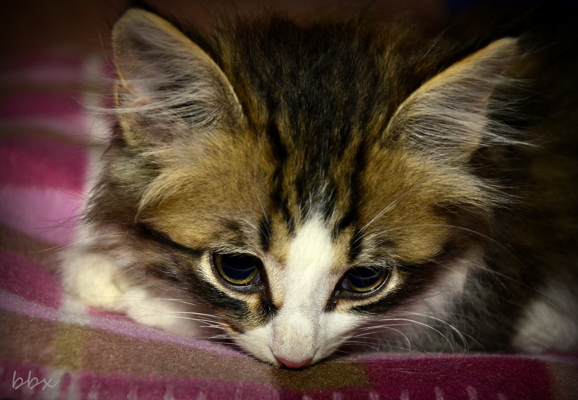 Скучно у вас как-то, невесело... - Василий Хорошев Скучно у вас как-то, невесело... - Василий Хорошев