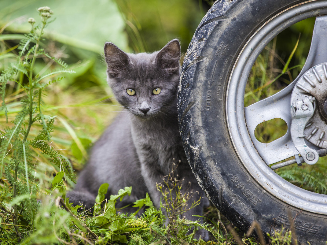 Котенок. - Igor Yakovlev