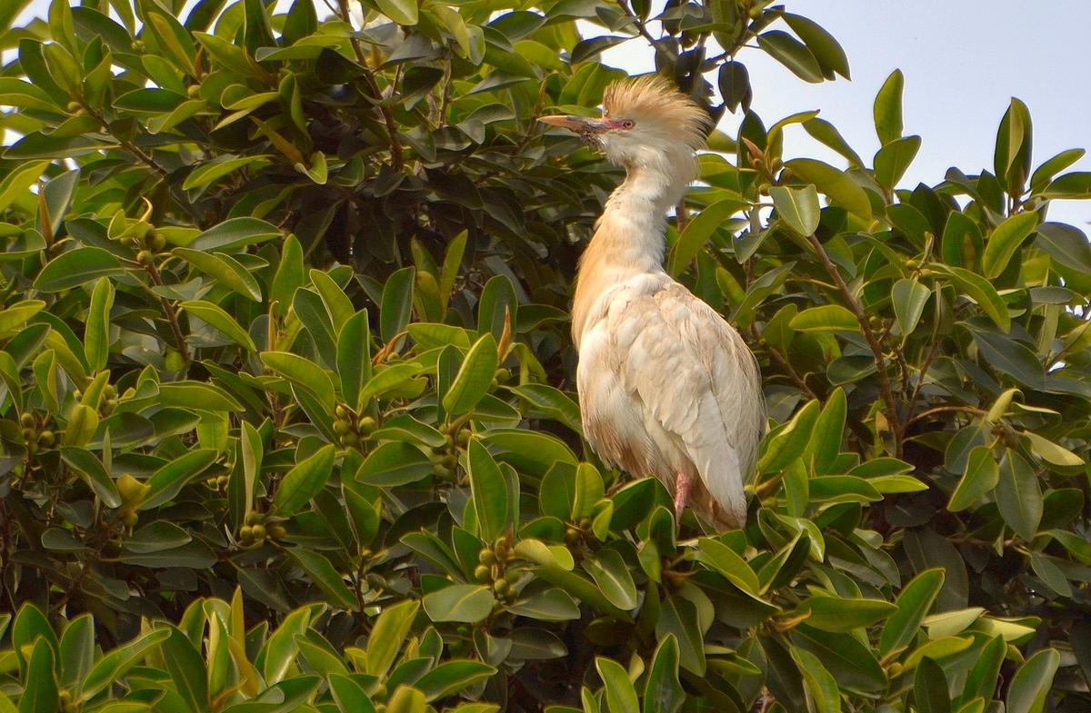 23. 02.12 Египетская цапля (лат. Bubulcus ibis), парк аЯркон, Тель-Авив - Борис Ржевский